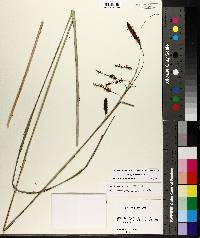 Carex glaucescens image