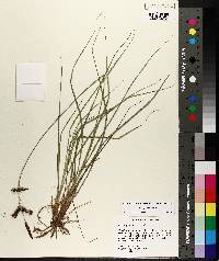 Carex glaucescens image