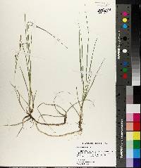 Carex meadii image