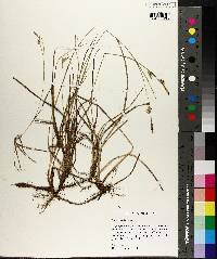 Carex meadii image