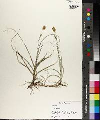 Carex meadii image