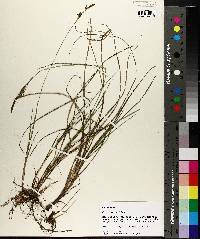 Carex meadii image