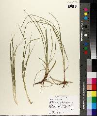 Carex meadii image