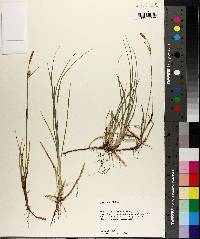 Carex meadii image