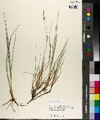 Carex meadii image