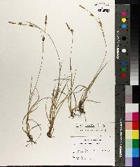 Carex meadii image