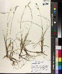 Carex meadii image