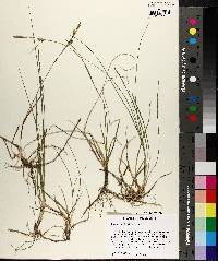 Carex meadii image