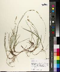 Carex meadii image