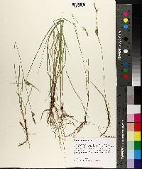 Carex meadii image