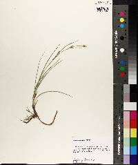 Carex meadii image