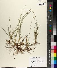 Carex meadii image