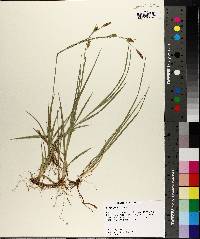 Carex meadii image