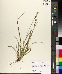 Carex crebriflora image