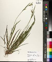 Carex crebriflora image