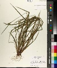Carex crebriflora image