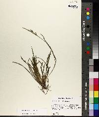 Carex crebriflora image