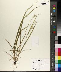 Carex crebriflora image