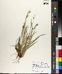 Carex crebriflora image