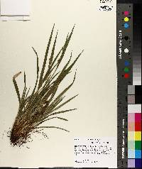 Carex crebriflora image