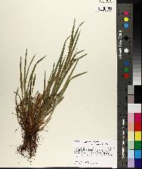 Carex crebriflora image