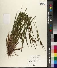 Carex crebriflora image