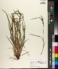 Carex crebriflora image