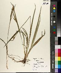 Carex crebriflora image