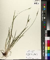 Carex crebriflora image