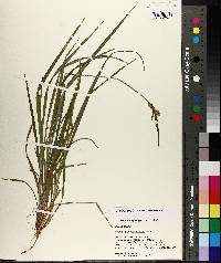 Carex crebriflora image