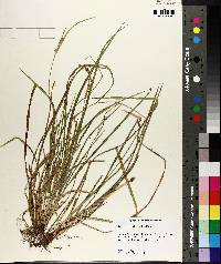 Carex crebriflora image