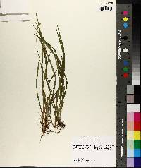 Carex crebriflora image