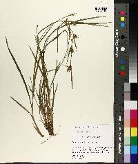 Carex crebriflora image