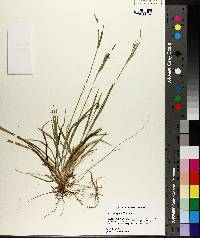 Carex crebriflora image