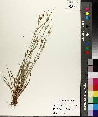 Carex crebriflora image