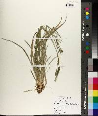 Carex crebriflora image