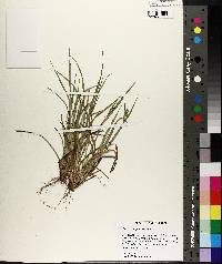 Carex crebriflora image