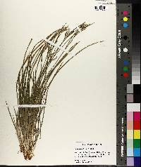 Carex crebriflora image