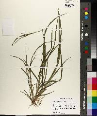 Carex crebriflora image