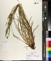 Carex crebriflora image