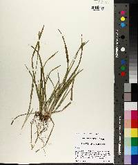 Carex crebriflora image