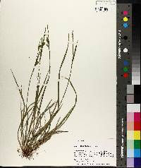 Carex crebriflora image