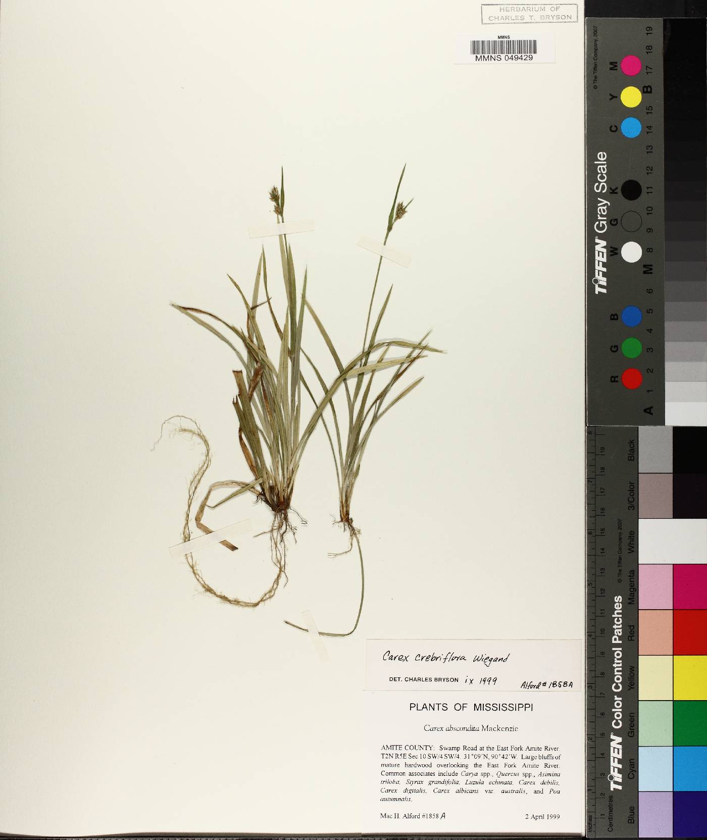 Carex crebriflora image