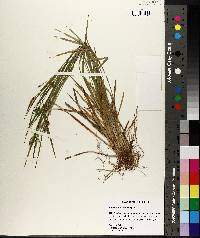 Carex crebriflora image