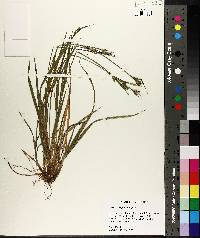 Carex crebriflora image