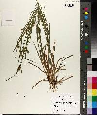 Carex crebriflora image