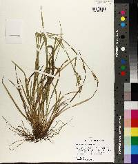 Carex crebriflora image