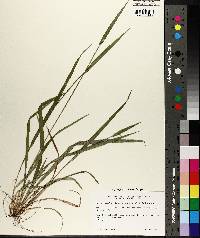 Carex kraliana image