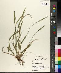 Carex kraliana image