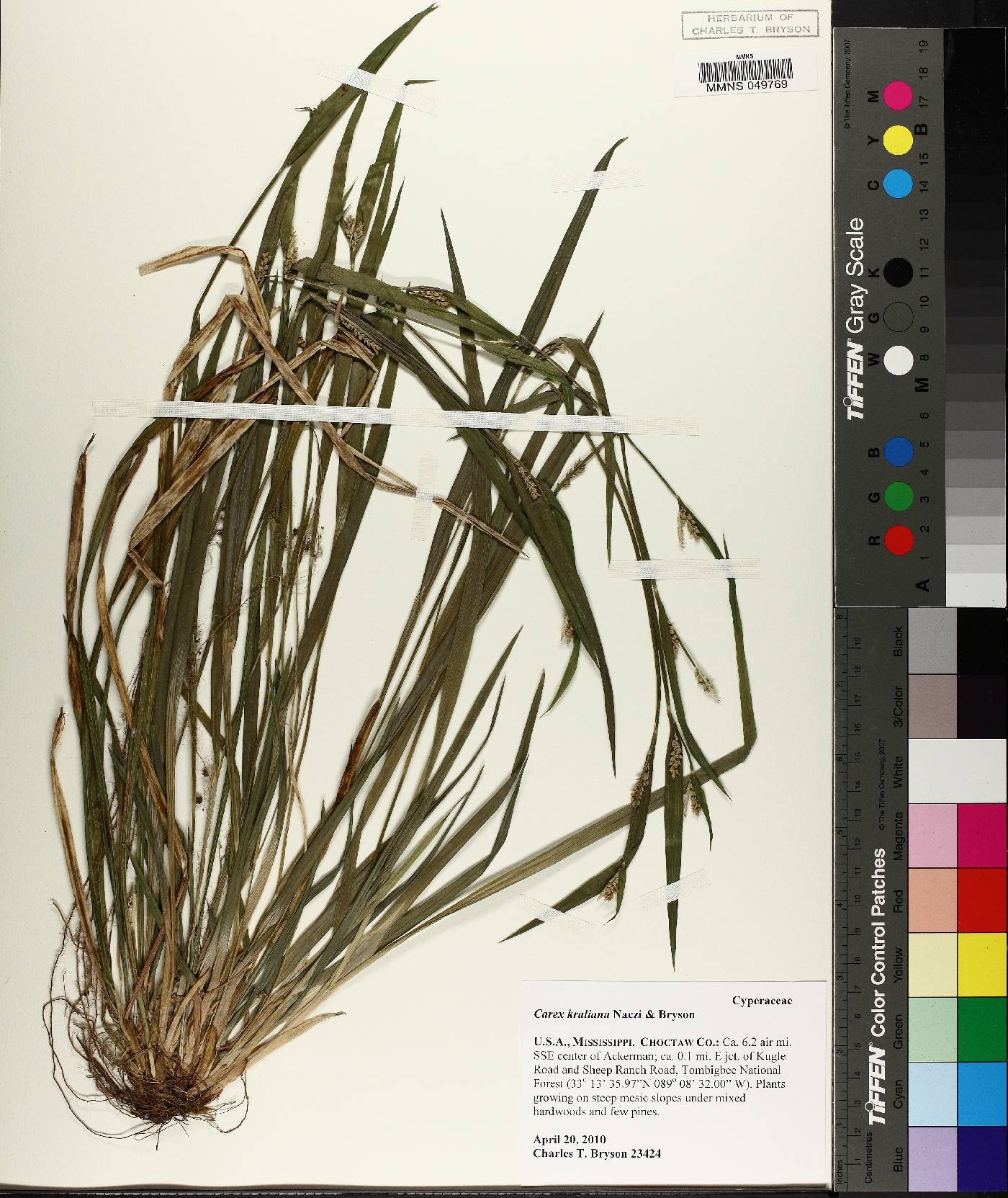 Carex kraliana image